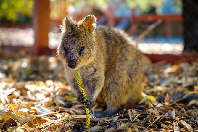 Rottnest Island Round Trip Ferry from Fremantle - Beaches, bays, and bright coastal water