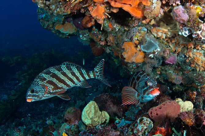 Rottnest Island scuba dive tour - Setting out from Fremantle at 8:00 am