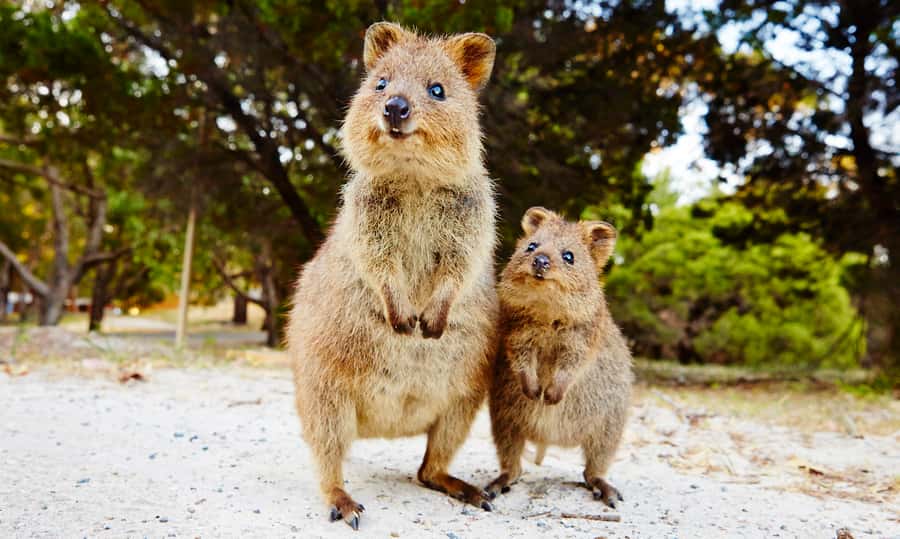 Rottnest Island Segway 1-Hour Settlement Tour - Key points to know before booking