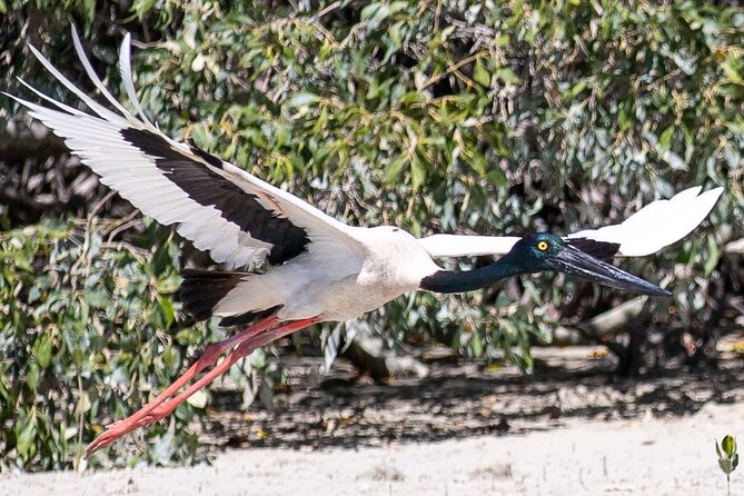 SCENIC AND PREHISTORIC CRUISE - Sparkling Wine & Gourmet Platters - Gourmet platters, sparkling wine, and Dampier Creek