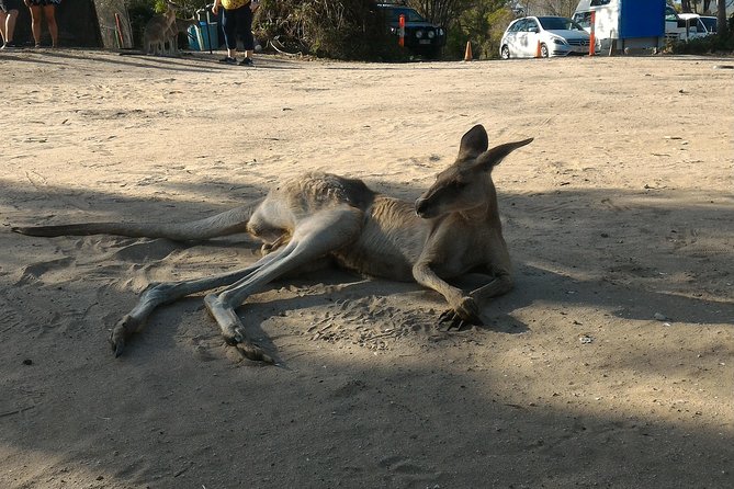Scooter Wildlife & Sunset Tour - What the $70.46 price gets you