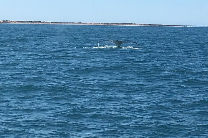 Scuba Dive Ningaloo Reef - What the underwater areas can offer