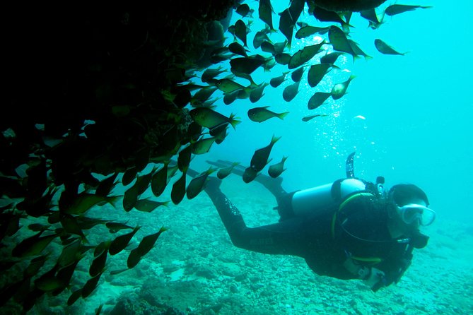 Scuba Dive Ningaloo Reef - A boat day built around two underwater sessions