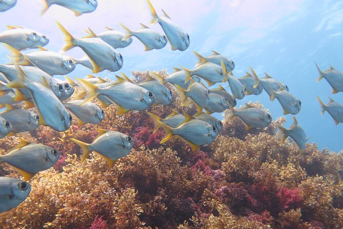 Scuba Dive The Beautiful Rottnest Island for Certified divers - What the $168.55 price really covers