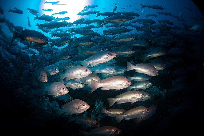 Scuba Dive the S.S. Yongala Wreck on the Great Barrier Reef. - Marine life, coral, and possible whale sightings
