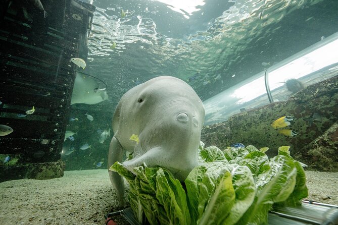SEA LIFE Sydney Aquarium Entrance Ticket - Key points to know before you go