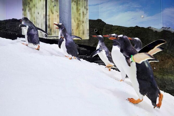 SEA LIFE Sydney Aquarium Entrance Ticket - The Penguin Expedition is the main draw