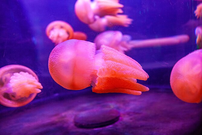 SEA LIFE Sydney Aquarium Entrance Ticket - Great Barrier Reef: from night to day