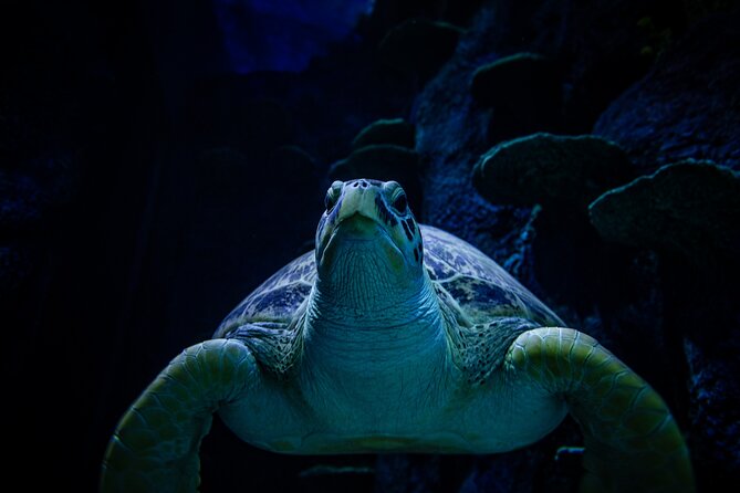 SEA LIFE Sydney Aquarium Entrance Ticket - Small creatures add texture to the big exhibits