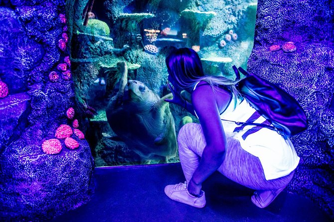 SEA LIFE Sydney Aquarium Entrance Ticket - South Coast Shipwreck brings Australian waters indoors