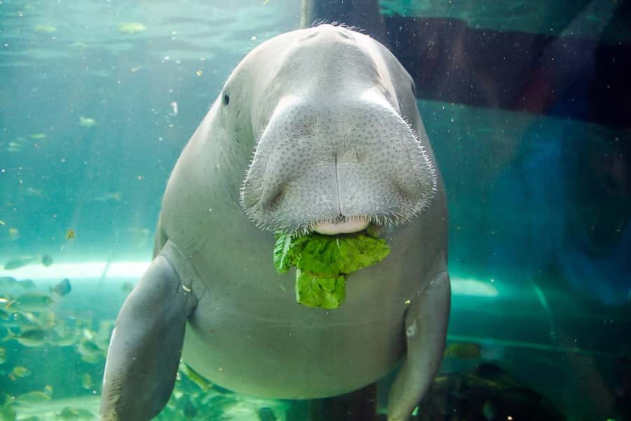 SEA LIFE Sydney Aquarium Entry Ticket - Key points to know before you go