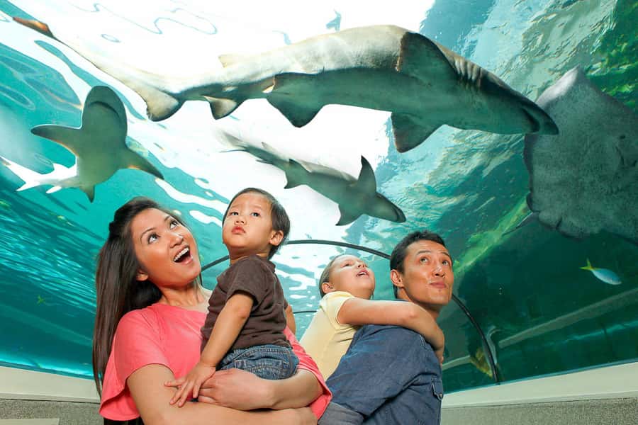 SEA LIFE Sydney Aquarium Entry Ticket - Why SEA LIFE Sydney Aquarium earns a place in your Sydney day
