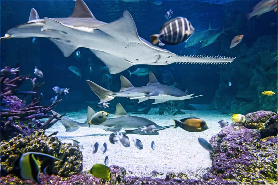 SEA LIFE Sydney Aquarium Entry Ticket - Starting with Australia’s waterways