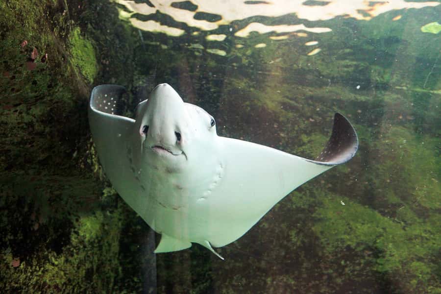 SEA LIFE Sydney Aquarium Entry Ticket - The Great Barrier Reef display and shark tunnels
