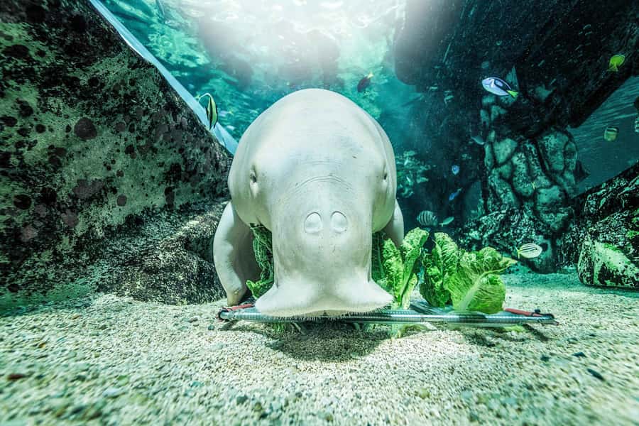 SEA LIFE Sydney Aquarium Entry Ticket - Penguins, boat viewing, and the Southern Oceans