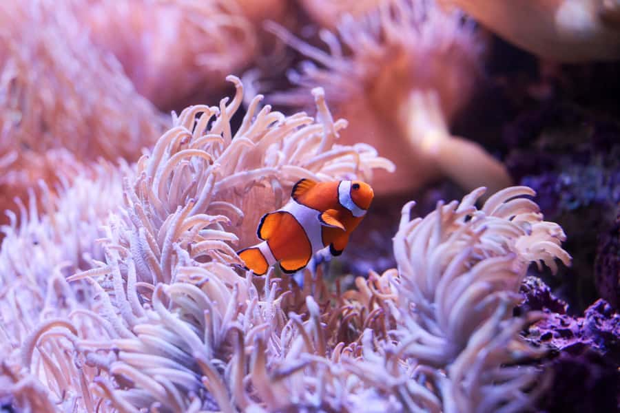 SEA LIFE Sydney Aquarium Entry Ticket - What the aquarium feels like for families
