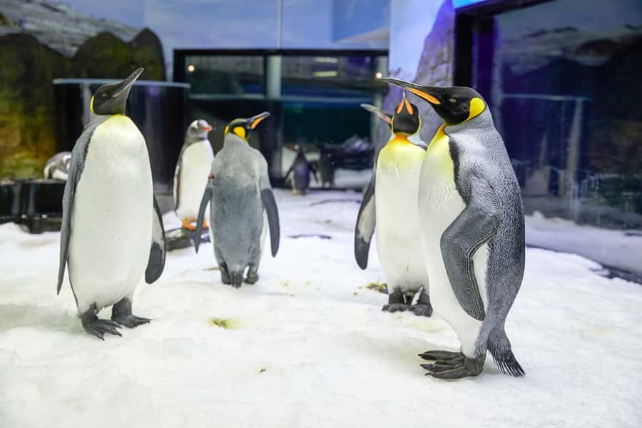 SEA LIFE Sydney Aquarium Entry Ticket - Ticket value at about $31