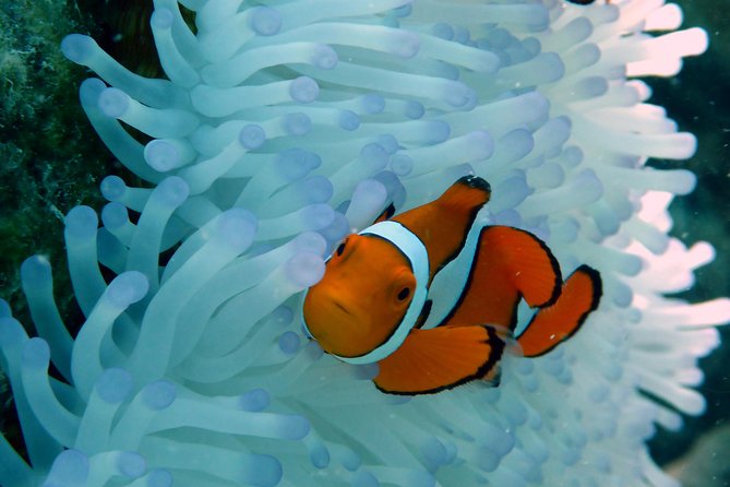 Seastar Luxury Outer Great Barrier Reef Island and Reef Tour - Michaelmas Cay: a gentle first look at the reef