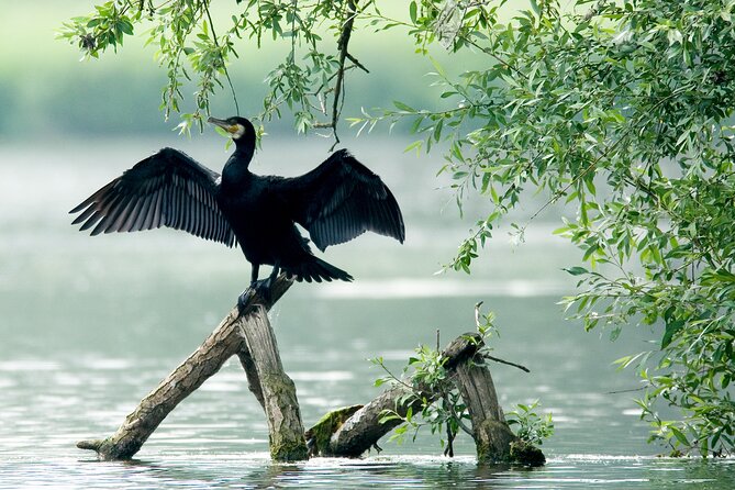 Serenity Cruise to Australia's Everglades - Wildlife spotting without false promises