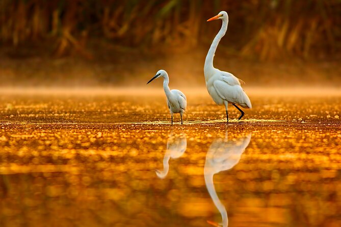 Serenity Cruise to Australia's Everglades - The short rainforest walk