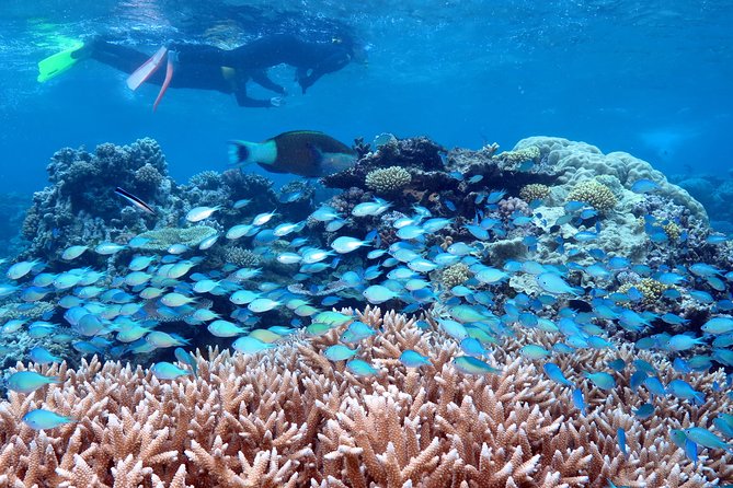 Silversonic Outer Great Barrier Reef Cruise from Port Douglas - Why this Port Douglas reef trip earns attention