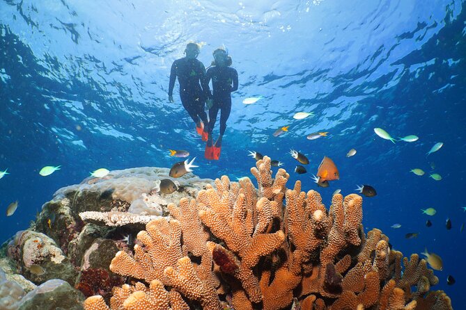 Silversonic Outer Great Barrier Reef Cruise from Port Douglas - Three sites, five hours, and a manageable rhythm