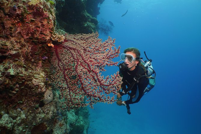 Silversonic Outer Great Barrier Reef Cruise from Port Douglas - The crew and the feel of a large operation