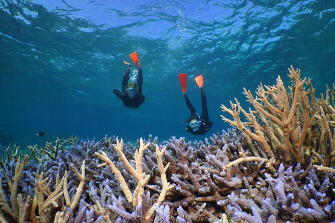 Silversonic Outer Great Barrier Reef Cruise from Port Douglas - Agincourt Reef and the Continental Shelf