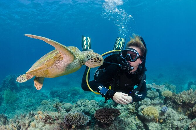 Silverswift Dive and Snorkel Great Barrier Reef Cruise - The real value of the $212.30 fare