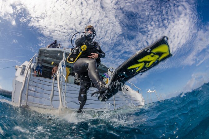 Silverswift Dive and Snorkel Great Barrier Reef Cruise - Should you book Silverswift?
