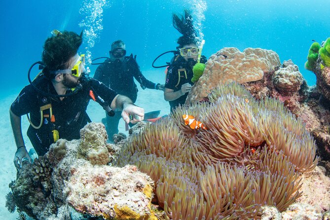 Silverswift Dive and Snorkel Great Barrier Reef Cruise - Choosing snorkeling, an introductory session, or certified scuba