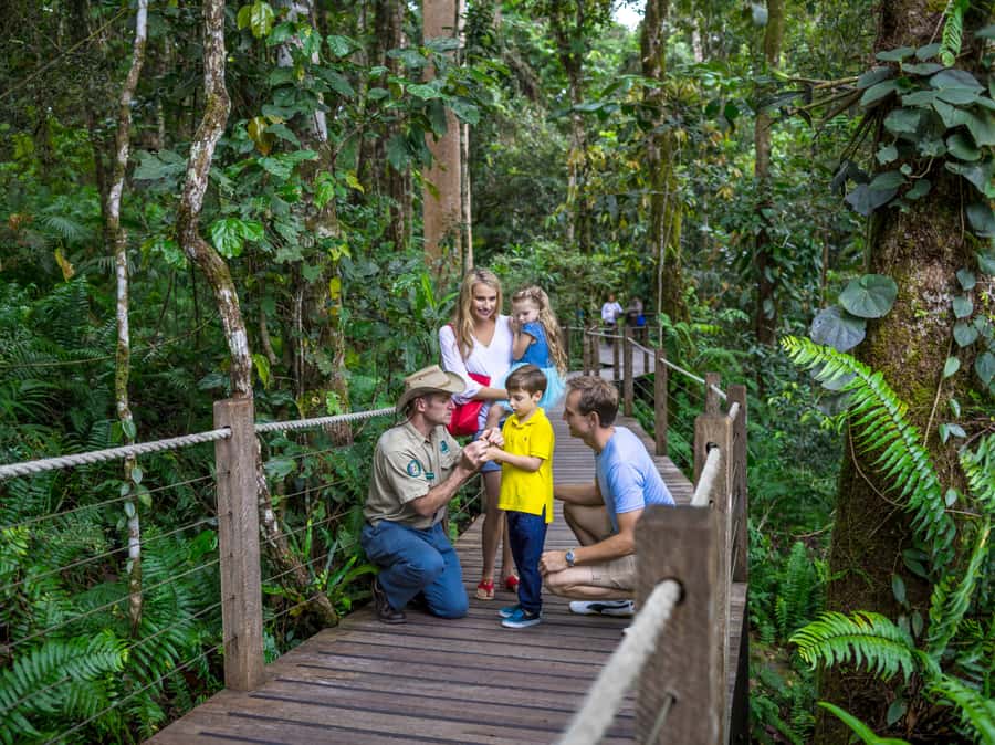 Skyrail Rainforest Cableway Round-Trip Experience - Key points to know before you book
