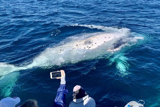 Small Boat Whale Watching Tour in Gold Coast - Why the small boat changes the whale-watching experience