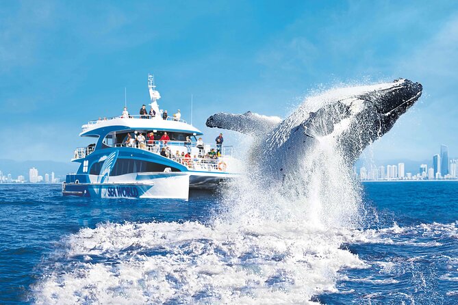 Small Boat Whale Watching Tour in Gold Coast - What the high ratings tell you, and what they do not