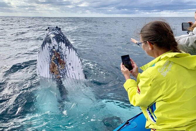 Small Boat Whale Watching Tour in Gold Coast - A practical plan for your day