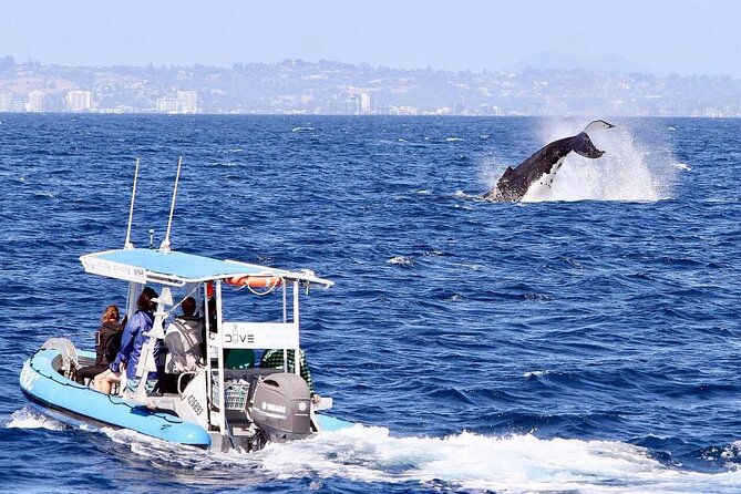Small Boat Whale Watching Tour in Gold Coast - What a close whale encounter can look like