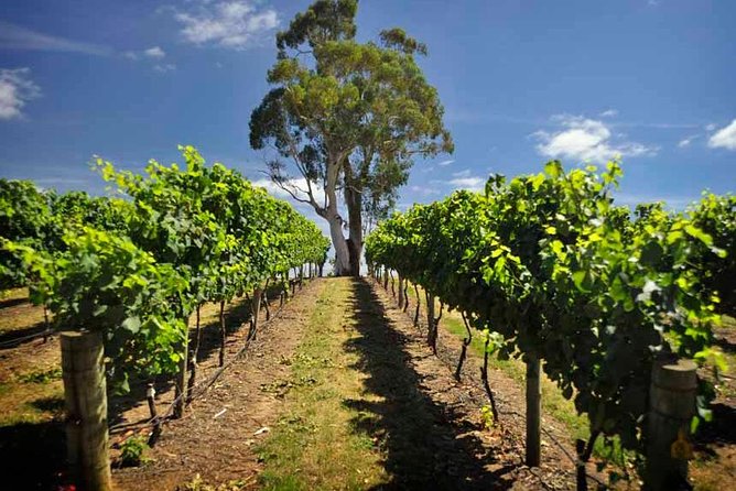Small Group Adelaide Hills and Hahndorf Hideaway Tour from Adelaide - Beerenberg adds farm-shop flavor