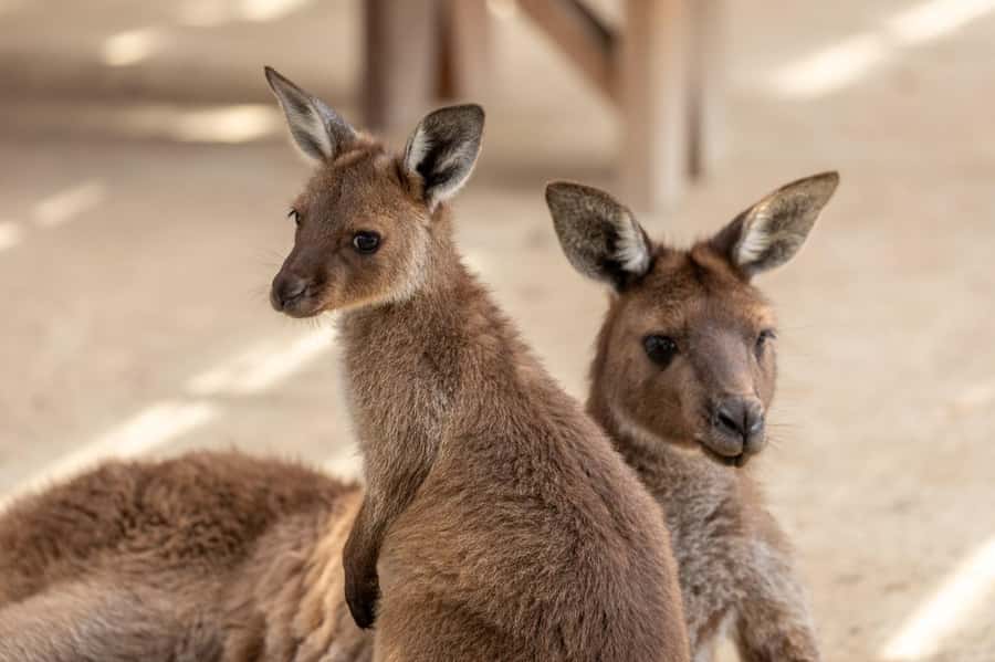 Small Group Blue Mountains, Wildlife & Scenic World Day Tour - Echo Point and the Three Sisters