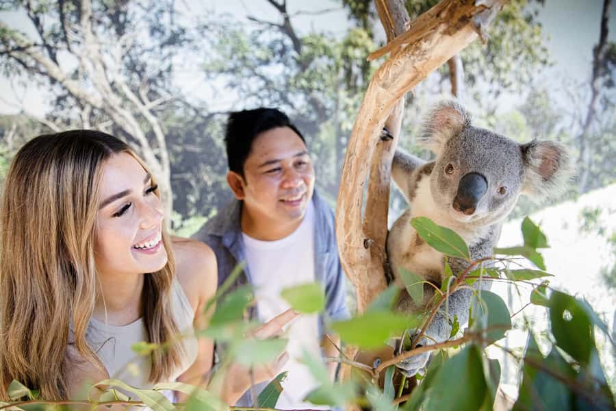 Small Group Blue Mountains, Wildlife & Scenic World Day Tour - Cahill’s Lookout closes the mountain section