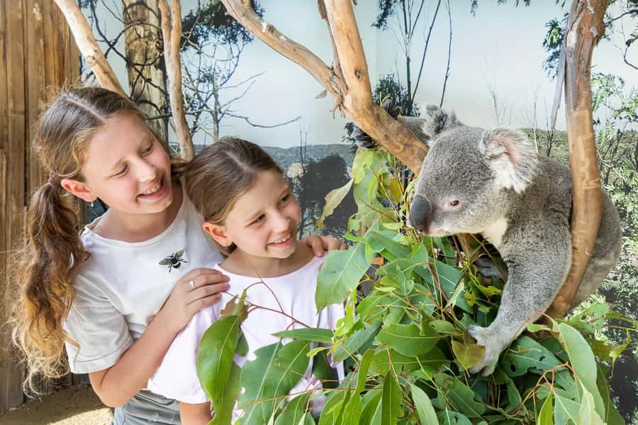 Small Group Blue Mountains, Wildlife & Scenic World Day Tour - Sydney Zoo and the included koala photo