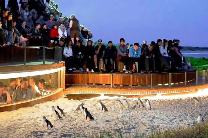 Small-Group Phillip Island Afternoon Day Trip from Melbourne - Moonlit Sanctuary Starts the Wildlife Day