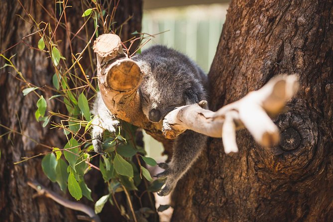 Small-Group Phillip Island Afternoon Day Trip from Melbourne - Is the $150.01 Price Good Value?