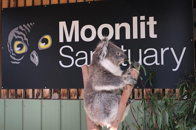 Small-Group Phillip Island Afternoon Day Trip from Melbourne - Who Will Enjoy This Phillip Island Tour Most?