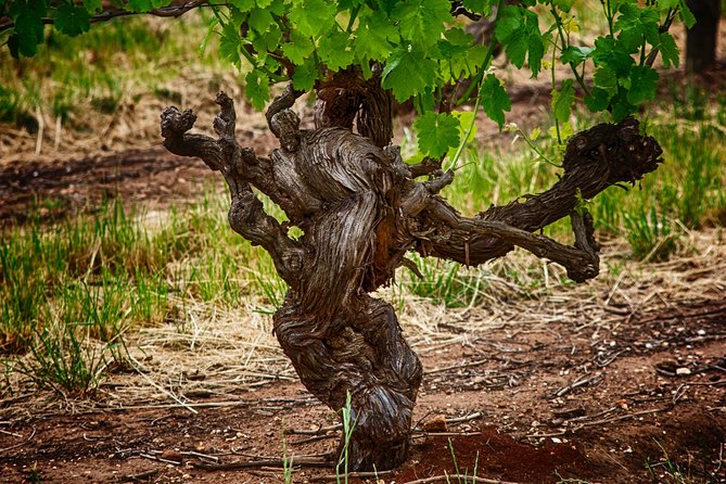 Small Tour Barossa Valley Voyager Tour from Adelaide - Seabrook Wines in a settlers’ cottage