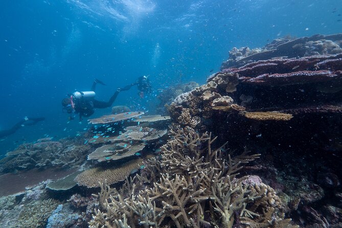 Snorkel & Dive the Reef: Sustainable, Scientific & Cultural Tour - Marine biologists add meaning to the scenery