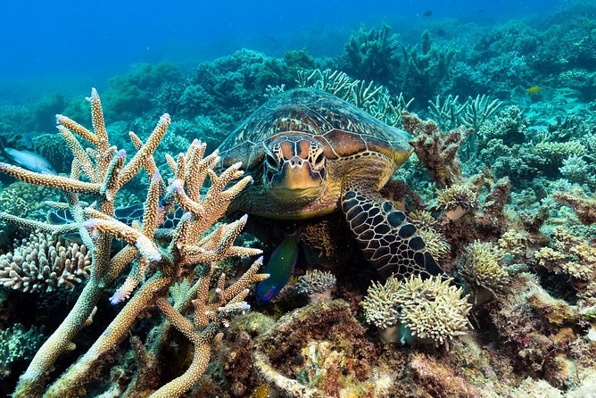 Snorkel & Dive the Reef: Sustainable, Scientific & Cultural Tour - Optional scuba, helmet walks, and helicopter flights