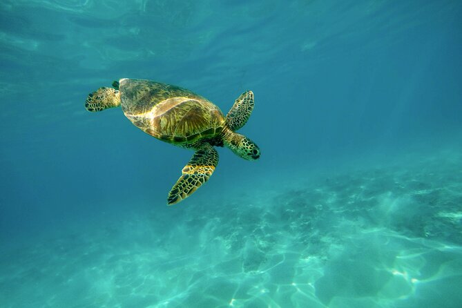 Snorkel with Turtles Gold Coast - Key points at a glance
