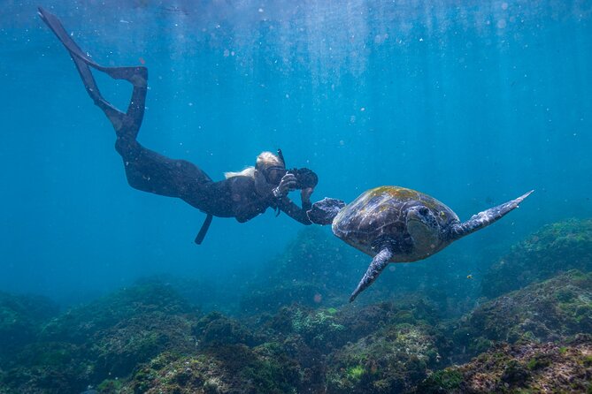 Snorkel with Turtles Gold Coast - Why Cook Island is worth the short boat ride