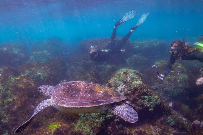 Snorkel with Turtles Gold Coast - Getting ready with the supplied equipment