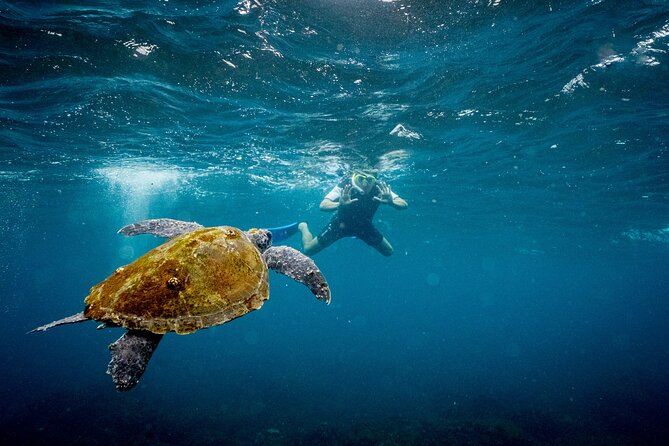 Snorkel with Turtles Gold Coast - What you can see around the reserve